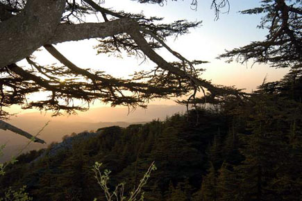 Al Shouf Cedars